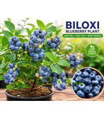 Biloxi Blueberry Plant Biloxi Blueberry Plant