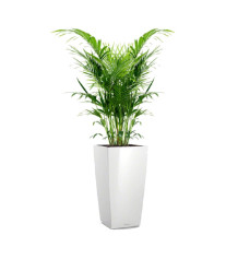 Money Plant Money Plant