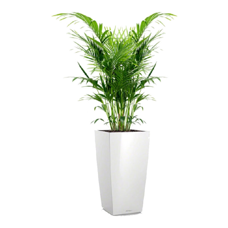Money Plant Money Plant